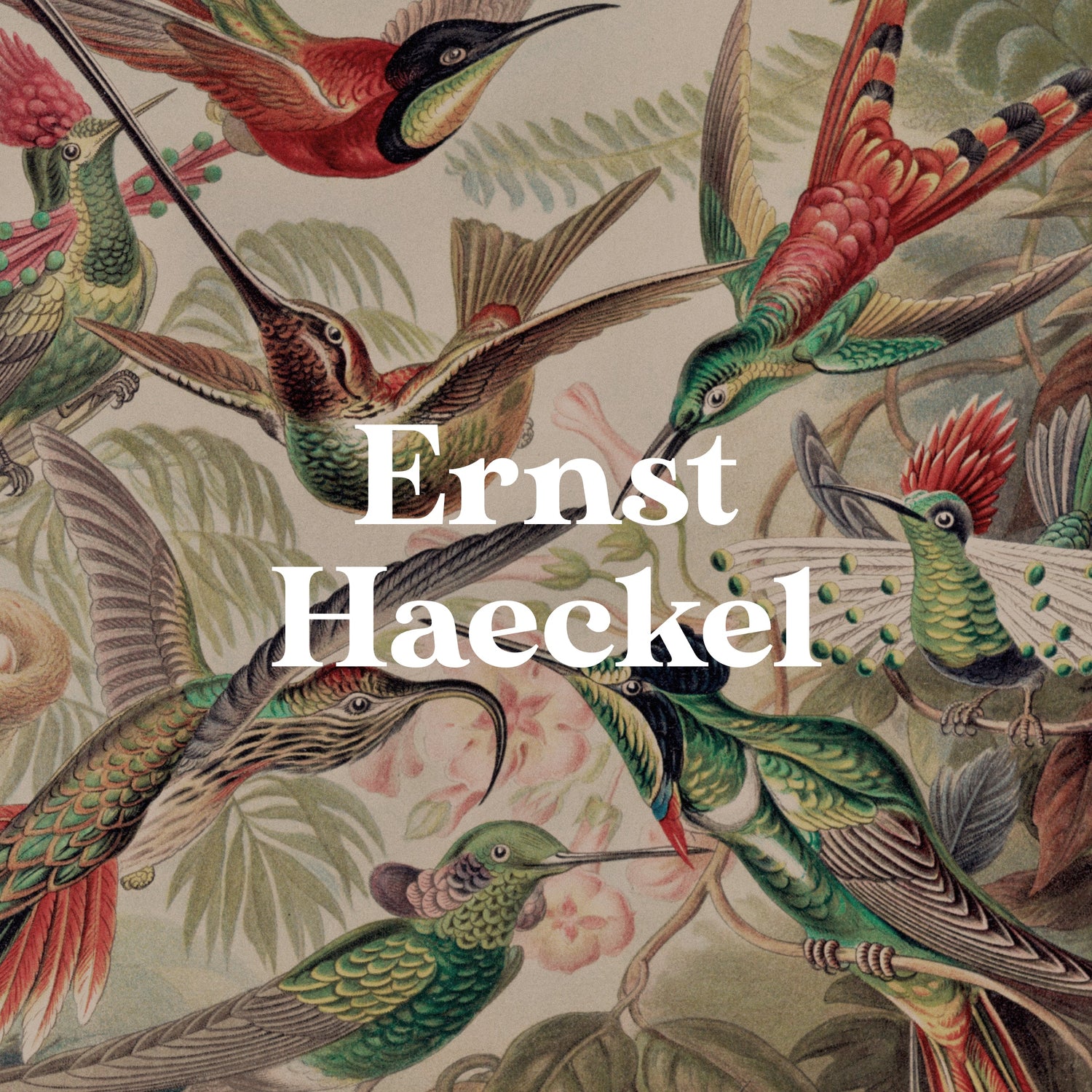 Ernst Haeckel - Pathos Studio