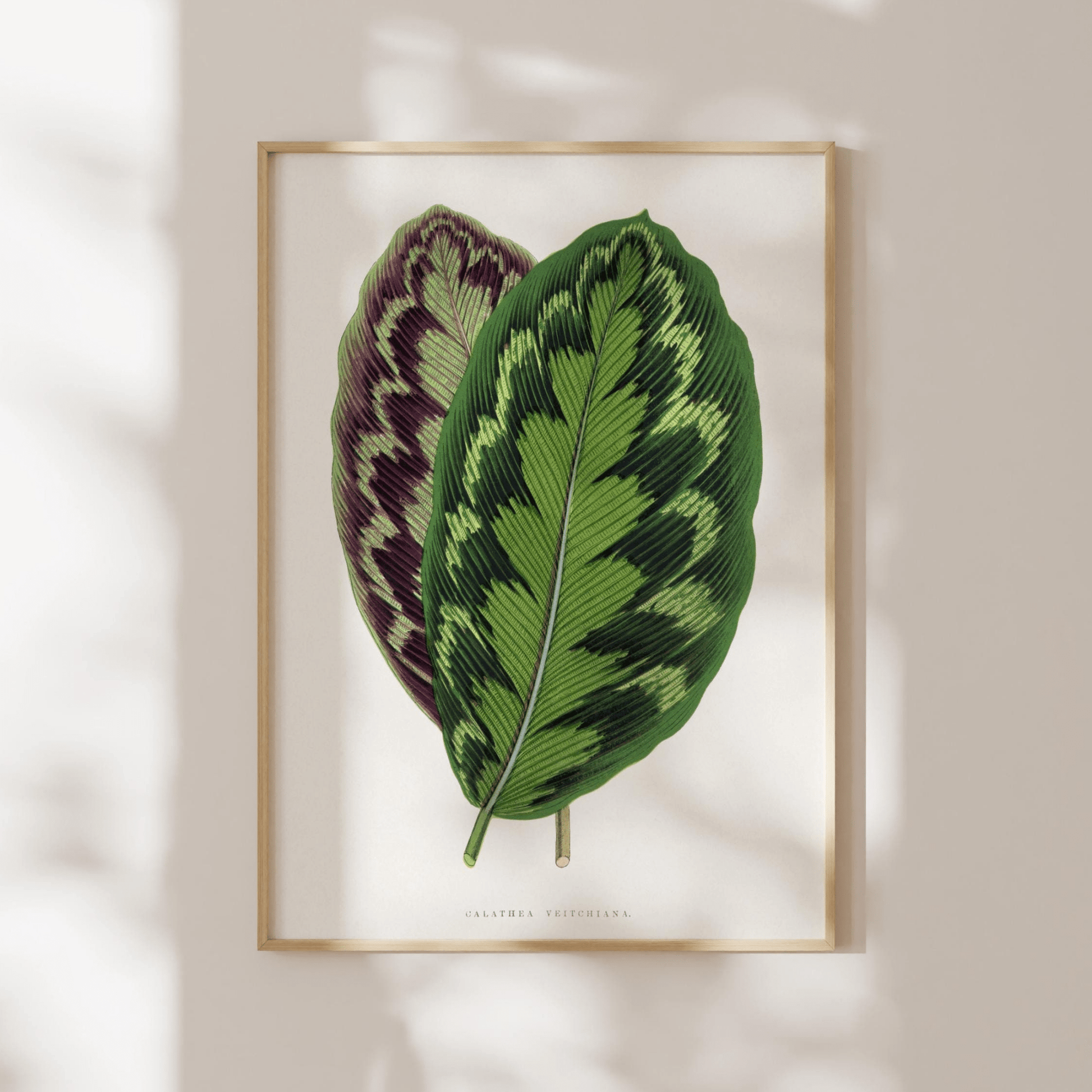 Alexander Francis Lydon - Calathea Veitchiana from 'Les Plantes à Feuillage Coloré' | Art Prints | Pathos Studio