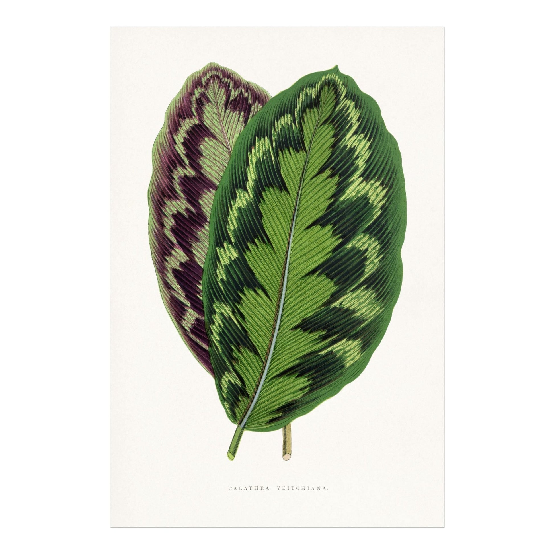 Alexander Francis Lydon - Calathea Veitchiana from 'Les Plantes à Feuillage Coloré' | Art Prints | Pathos Studio