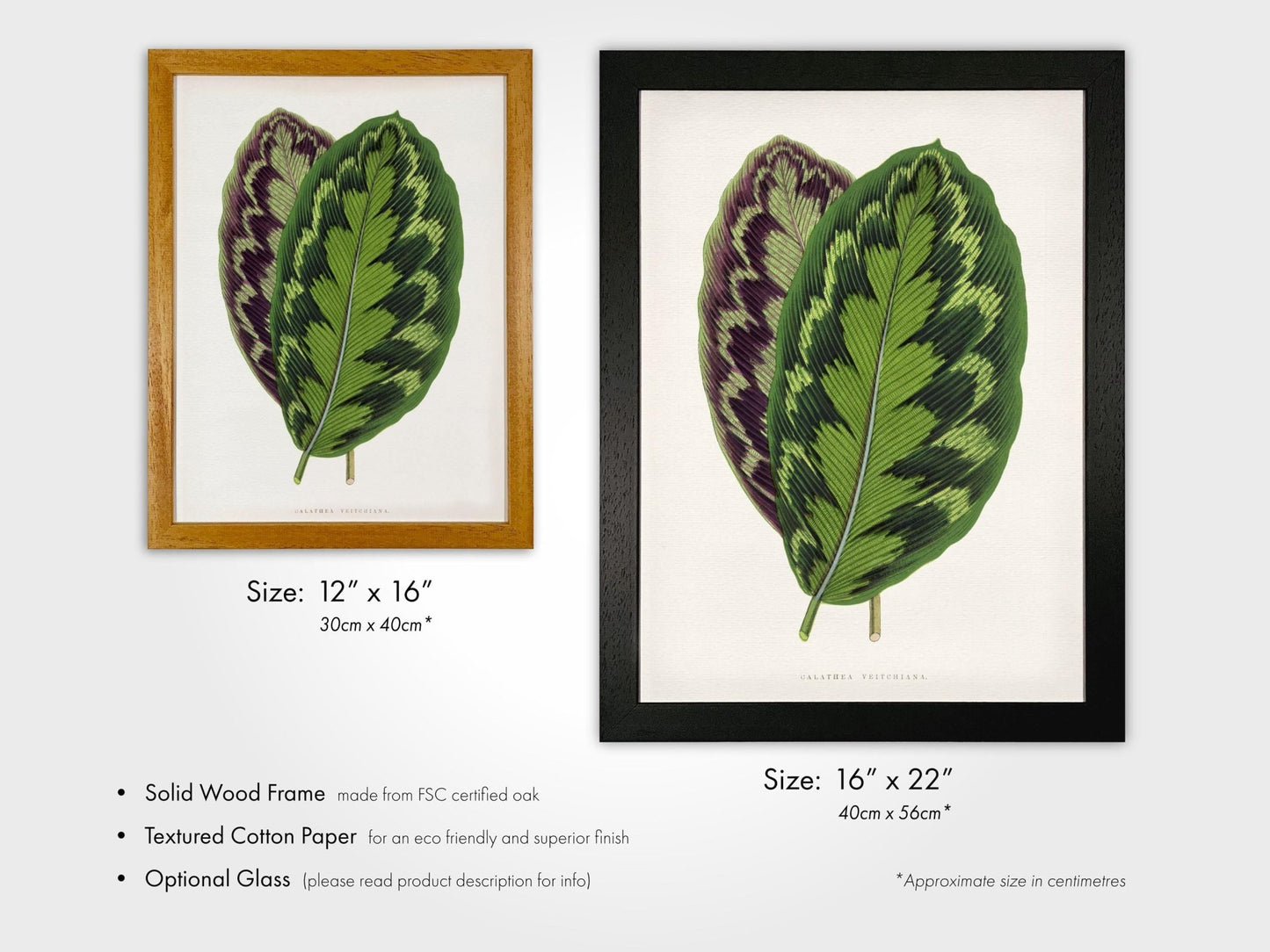 Alexander Francis Lydon - Calathea Veitchiana from 'Les Plantes à Feuillage Coloré' | Art Prints | Pathos Studio