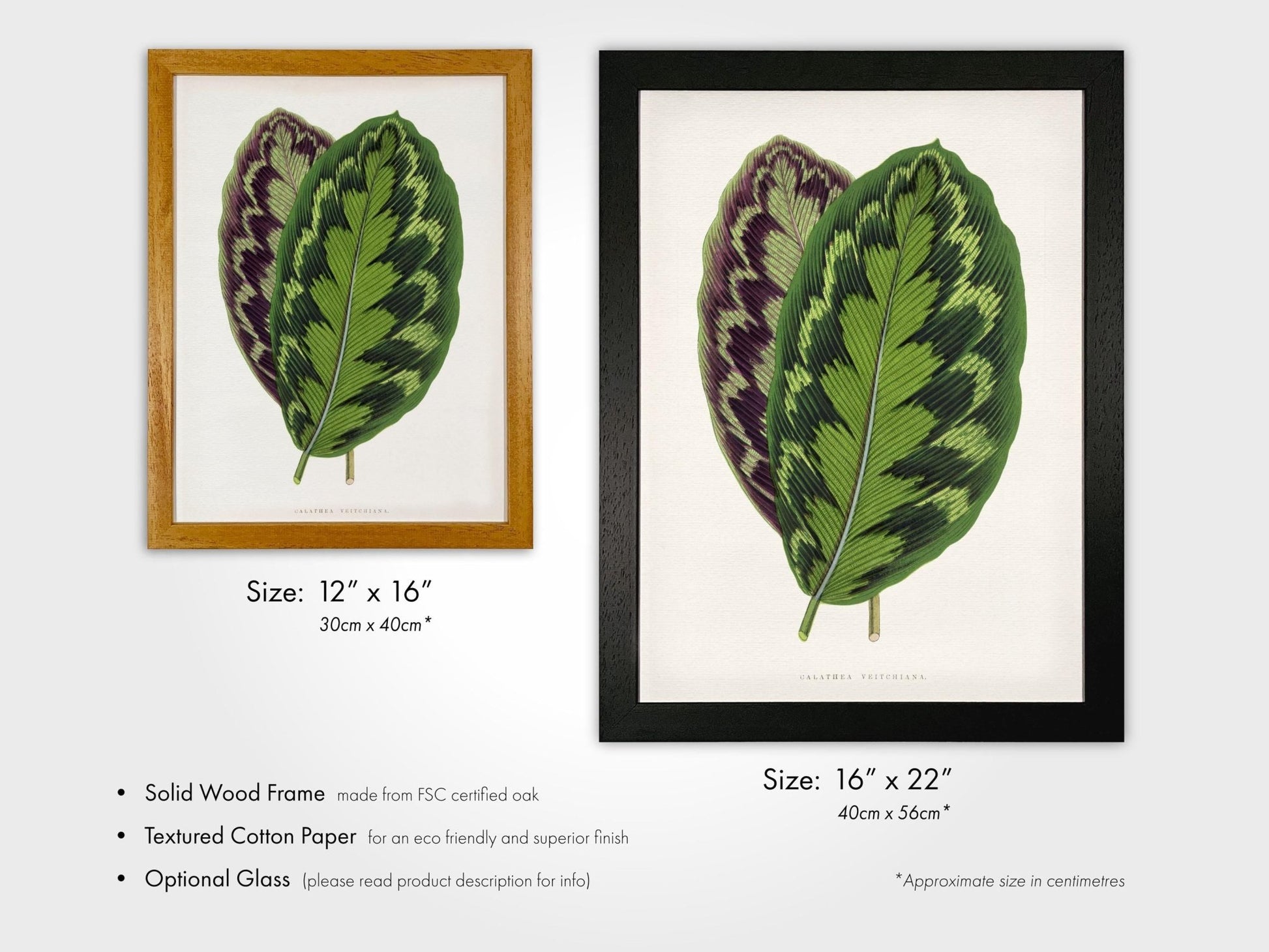 Alexander Francis Lydon - Calathea Veitchiana from 'Les Plantes à Feuillage Coloré' | Art Prints | Pathos Studio