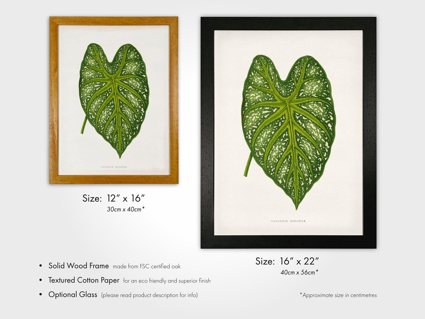 Alexander Francis Lydon - Green Caladium Mirabile from 'Les Plantes à Feuillage Coloré' | Art Prints | Pathos Studio