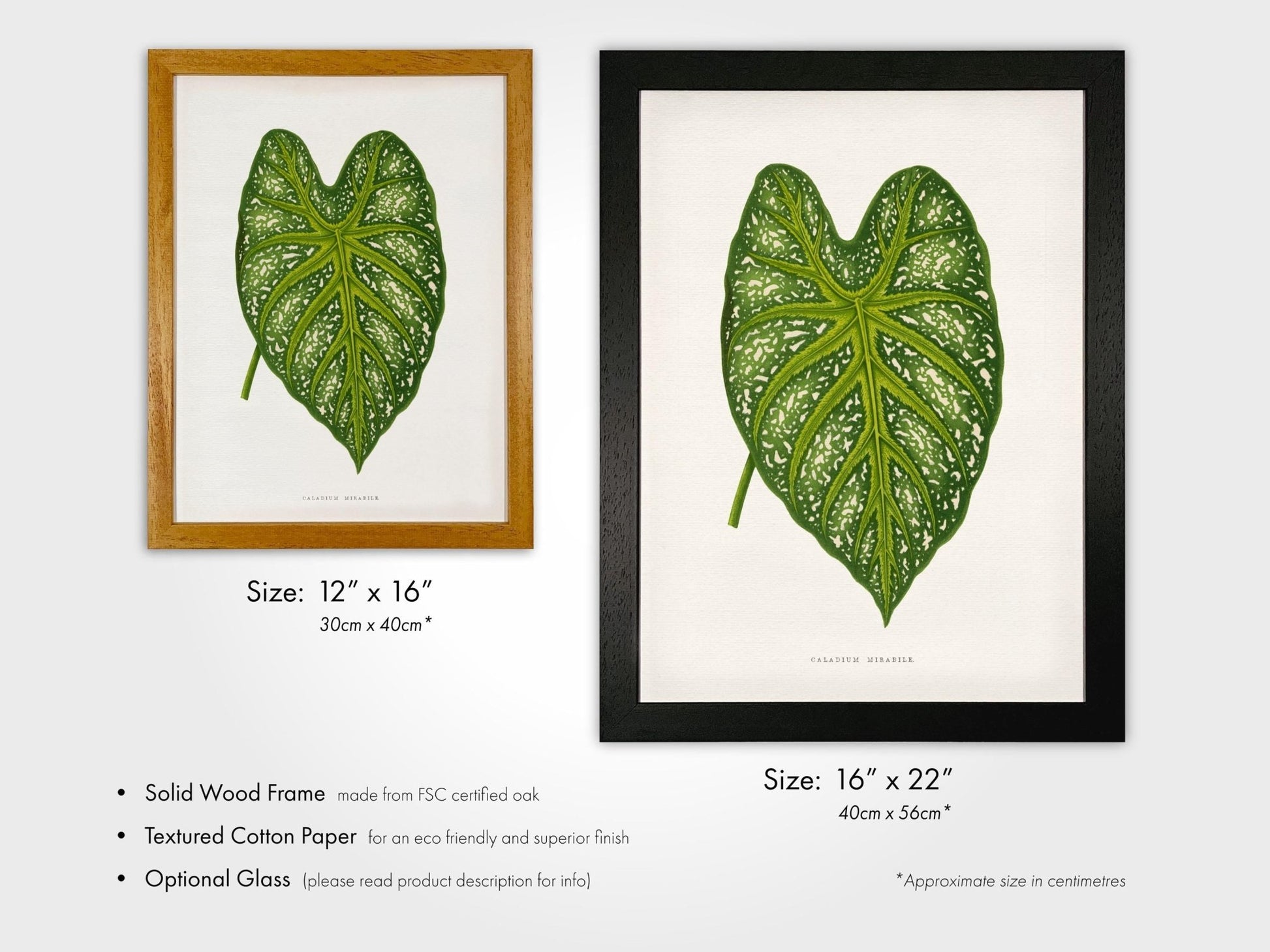 Alexander Francis Lydon - Green Caladium Mirabile from 'Les Plantes à Feuillage Coloré' | Art Prints | Pathos Studio