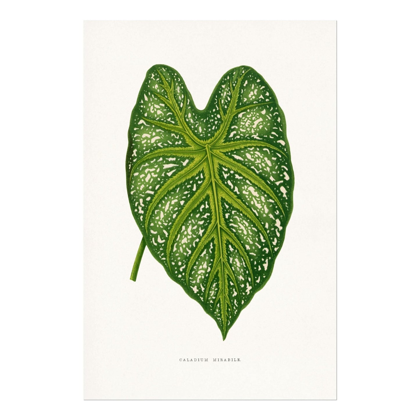 Alexander Francis Lydon - Green Caladium Mirabile from 'Les Plantes à Feuillage Coloré' | Art Prints | Pathos Studio