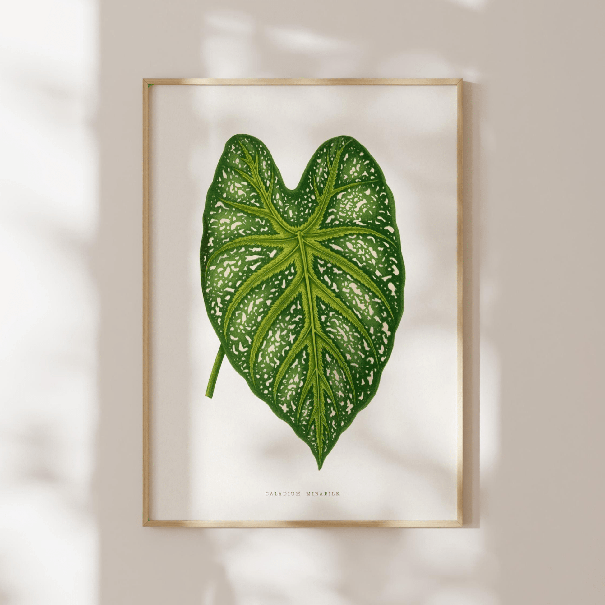 Alexander Francis Lydon - Green Caladium Mirabile from 'Les Plantes à Feuillage Coloré' | Art Prints | Pathos Studio