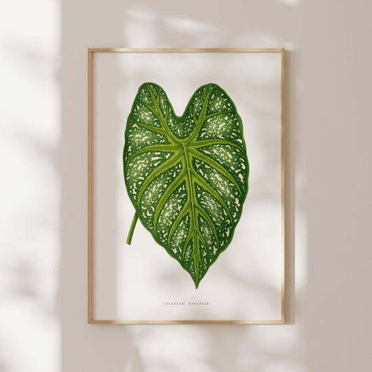 Alexander Francis Lydon - Green Caladium Mirabile from 'Les Plantes à Feuillage Coloré' | Art Prints | Pathos Studio