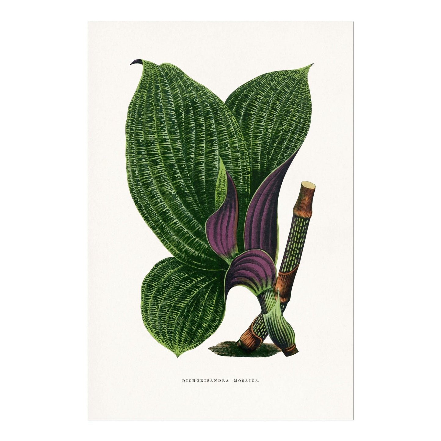 Alexander Francis Lydon - Green Dichorisandra Mosaica from 'Les Plantes à Feuillage Coloré' | Art Prints | Pathos Studio