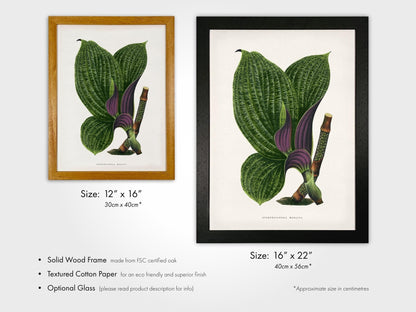Alexander Francis Lydon - Green Dichorisandra Mosaica from 'Les Plantes à Feuillage Coloré' | Art Prints | Pathos Studio