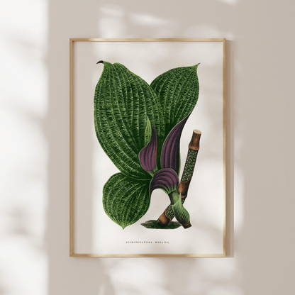Alexander Francis Lydon - Green Dichorisandra Mosaica from 'Les Plantes à Feuillage Coloré' | Art Prints | Pathos Studio