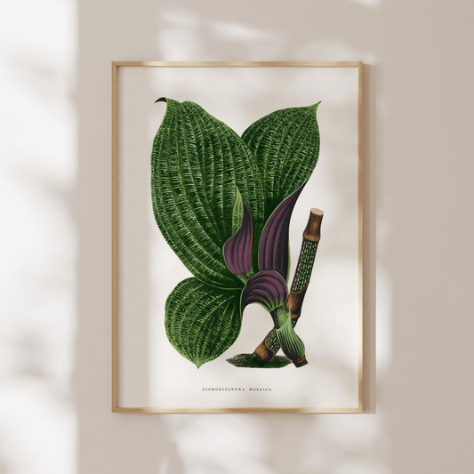 Alexander Francis Lydon - Green Dichorisandra Mosaica from 'Les Plantes à Feuillage Coloré' | Art Prints | Pathos Studio