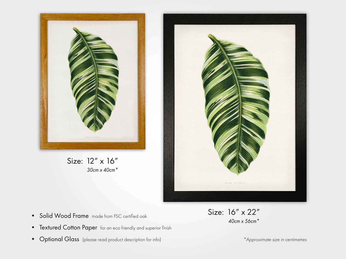 Alexander Francis Lydon - Green Musa Vittata from 'Les Plantes à Feuillage Coloré' | Art Prints | Pathos Studio