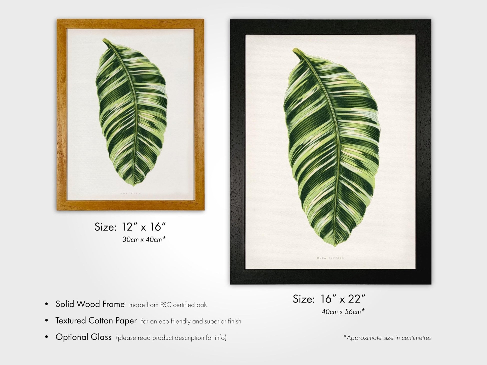 Alexander Francis Lydon - Green Musa Vittata from 'Les Plantes à Feuillage Coloré' | Art Prints | Pathos Studio