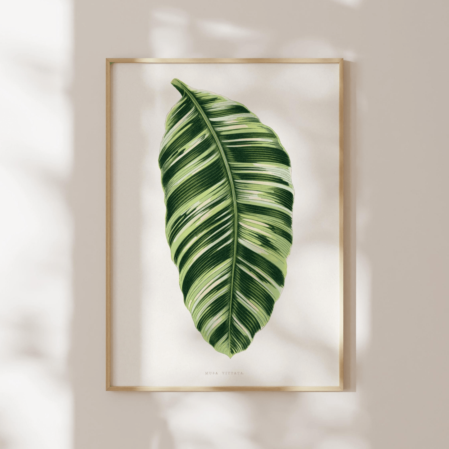 Alexander Francis Lydon - Green Musa Vittata from 'Les Plantes à Feuillage Coloré' | Art Prints | Pathos Studio