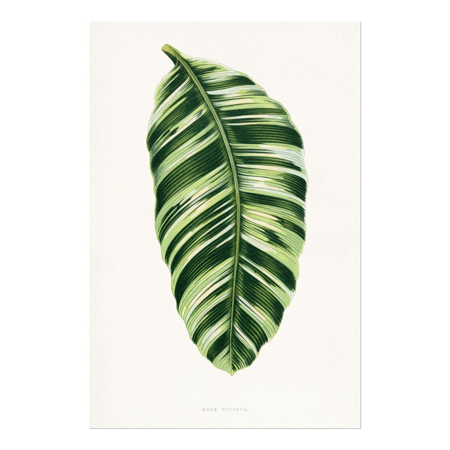 Alexander Francis Lydon - Green Musa Vittata from 'Les Plantes à Feuillage Coloré' | Art Prints | Pathos Studio