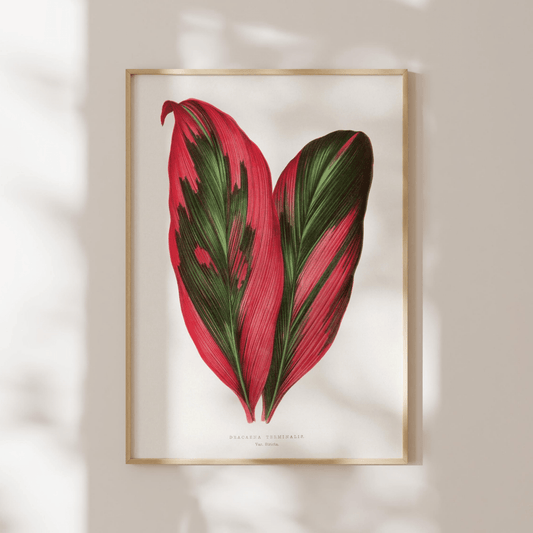 Alexander Francis Lydon - Pink Dracaena Terminalis from 'Les Plantes à Feuillage Coloré' | Art Prints | Pathos Studio