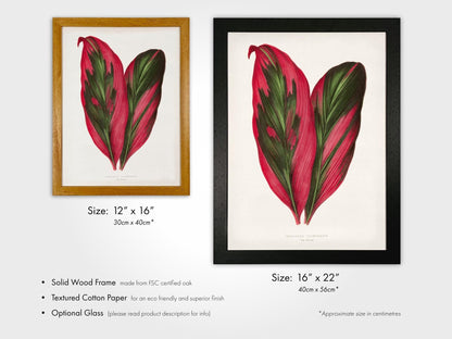 Alexander Francis Lydon - Pink Dracaena Terminalis from 'Les Plantes à Feuillage Coloré' | Art Prints | Pathos Studio