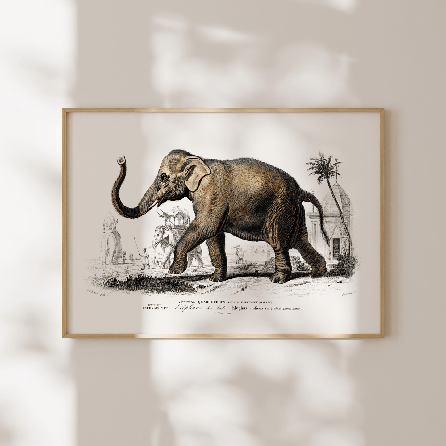 Asiatic Elephant (Animal Illustration from ‘Dictionnaire Universel D'histoire Naturelle’) - Pathos Studio - Art Prints