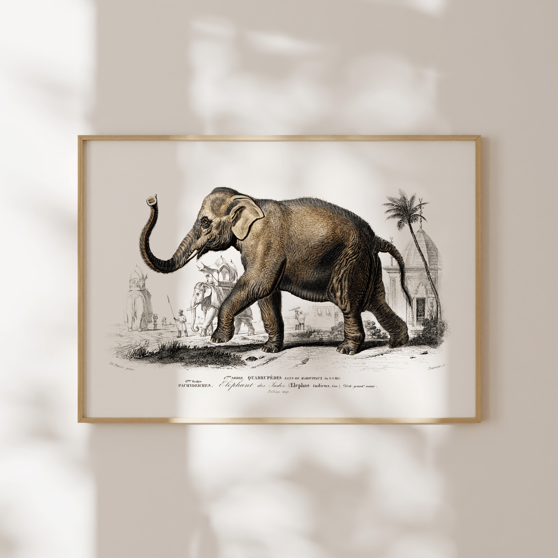 Asiatic Elephant (Animal Illustration from ‘Dictionnaire Universel D'histoire Naturelle’) - Pathos Studio - Art Prints