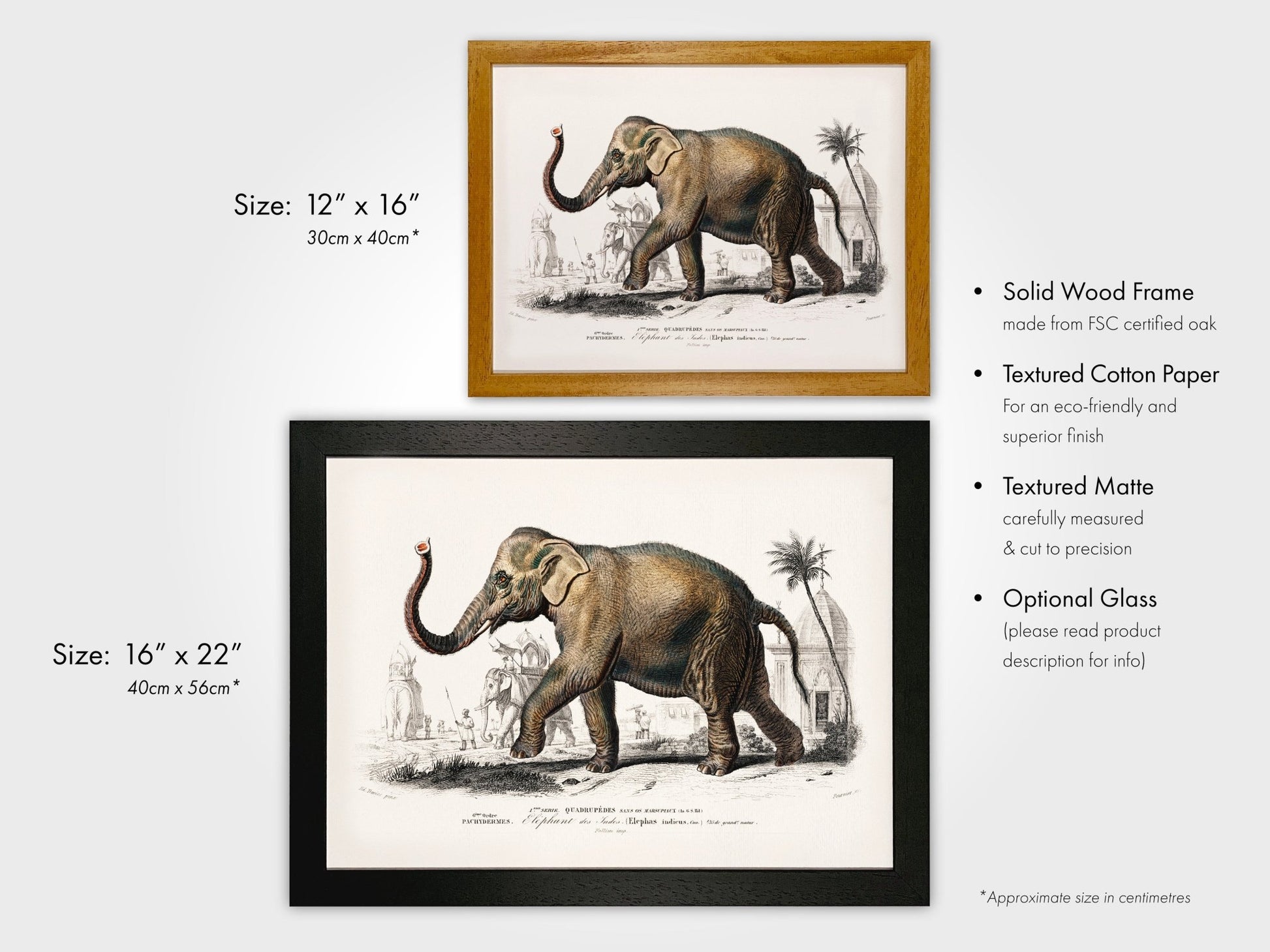 Asiatic Elephant (Animal Illustration from ‘Dictionnaire Universel D'histoire Naturelle’) - Pathos Studio - Art Prints