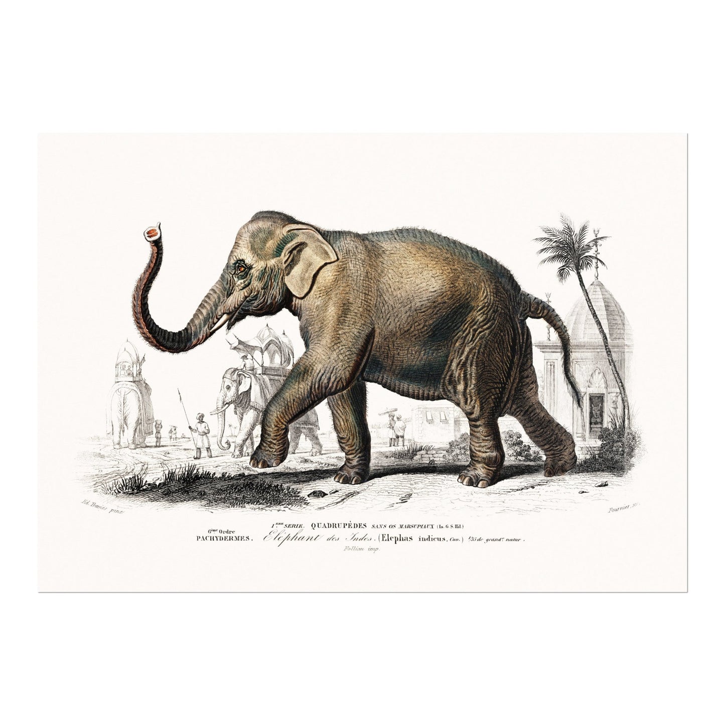 Asiatic Elephant (Animal Illustration from ‘Dictionnaire Universel D'histoire Naturelle’) - Pathos Studio - Art Prints