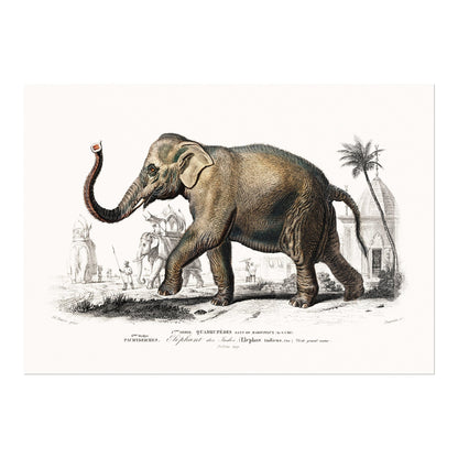 Asiatic Elephant (Animal Illustration from ‘Dictionnaire Universel D'histoire Naturelle’) - Pathos Studio - Art Prints