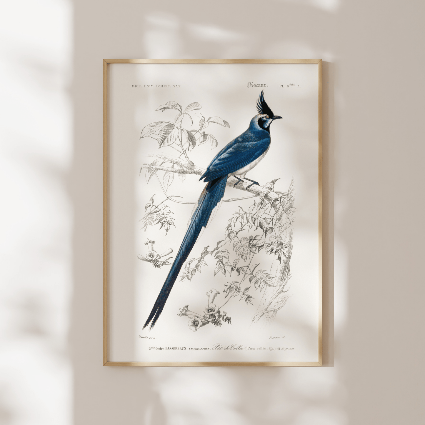 Black - Throated Magpie - Jay (Animal Illustration from ‘Dictionnaire Universel D'histoire Naturelle’) - Pathos Studio - Art Prints