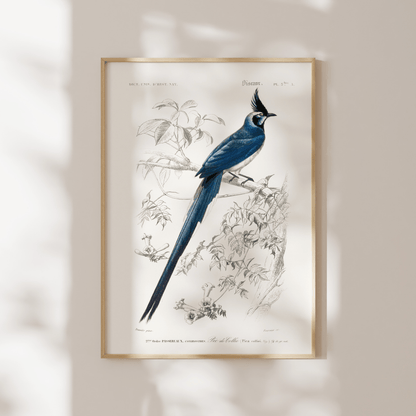 Black - Throated Magpie - Jay (Animal Illustration from ‘Dictionnaire Universel D'histoire Naturelle’) - Pathos Studio - Art Prints