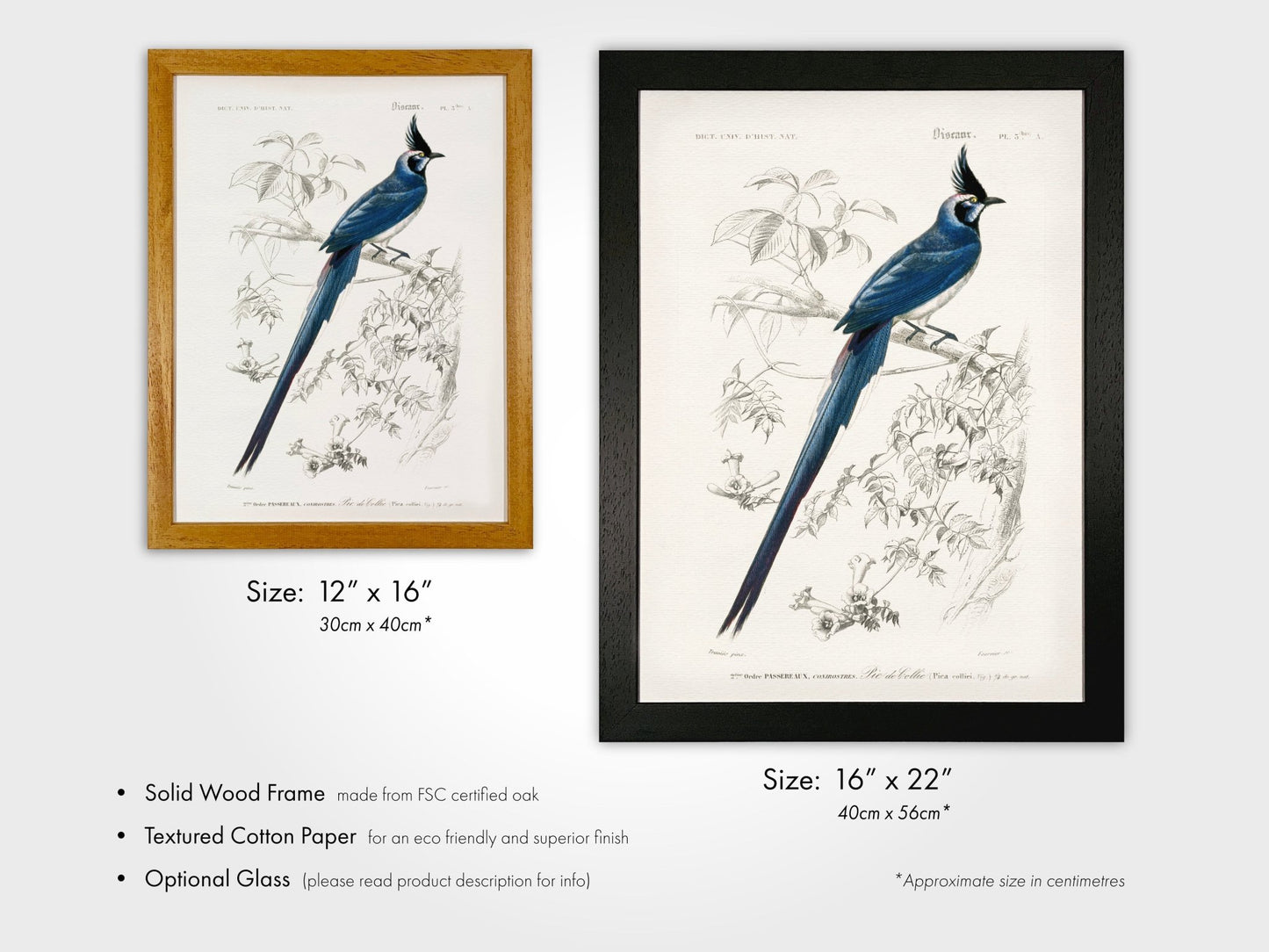 Black - Throated Magpie - Jay (Animal Illustration from ‘Dictionnaire Universel D'histoire Naturelle’) - Pathos Studio - Art Prints