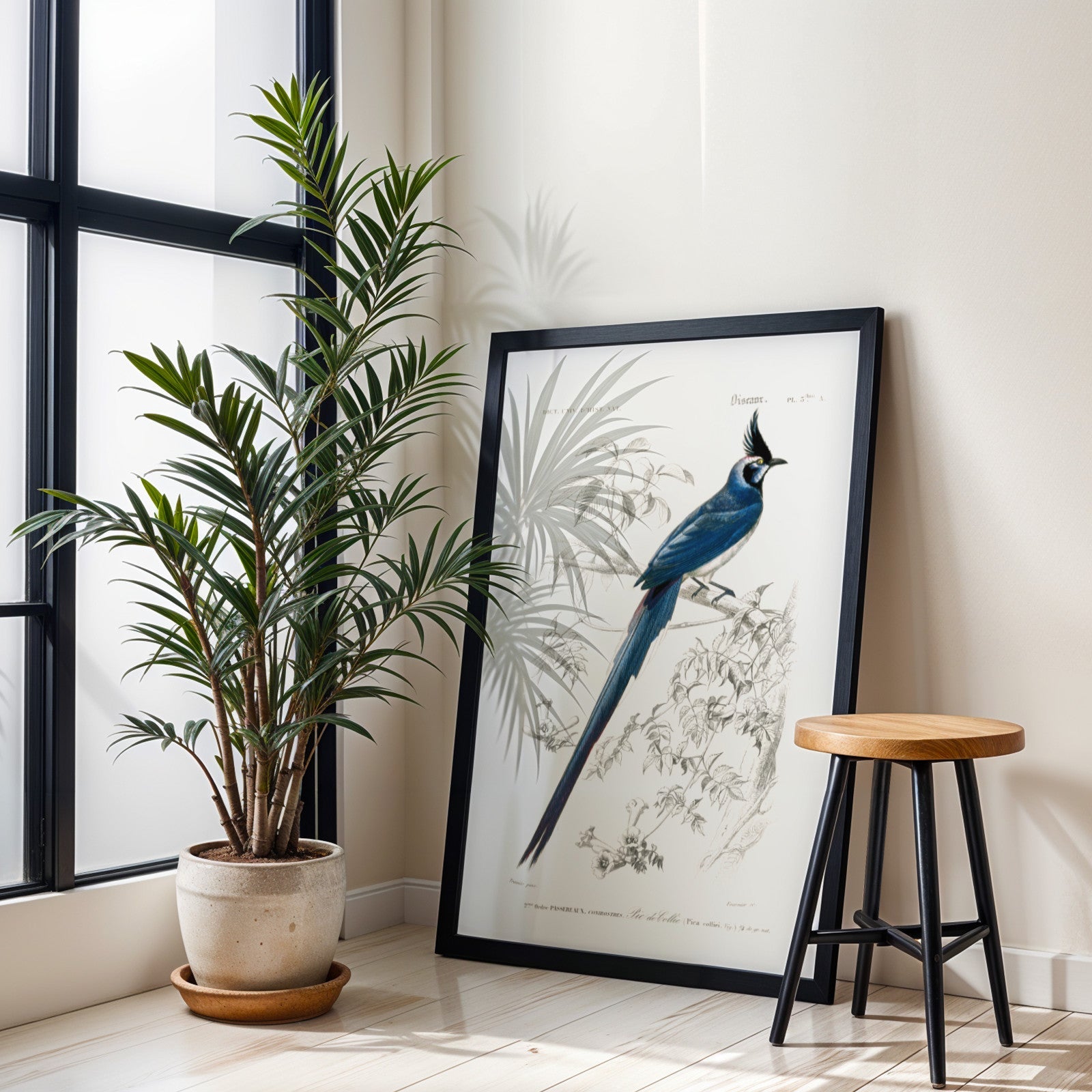 Black - Throated Magpie - Jay (Animal Illustration from ‘Dictionnaire Universel D'histoire Naturelle’) - Pathos Studio - Art Prints