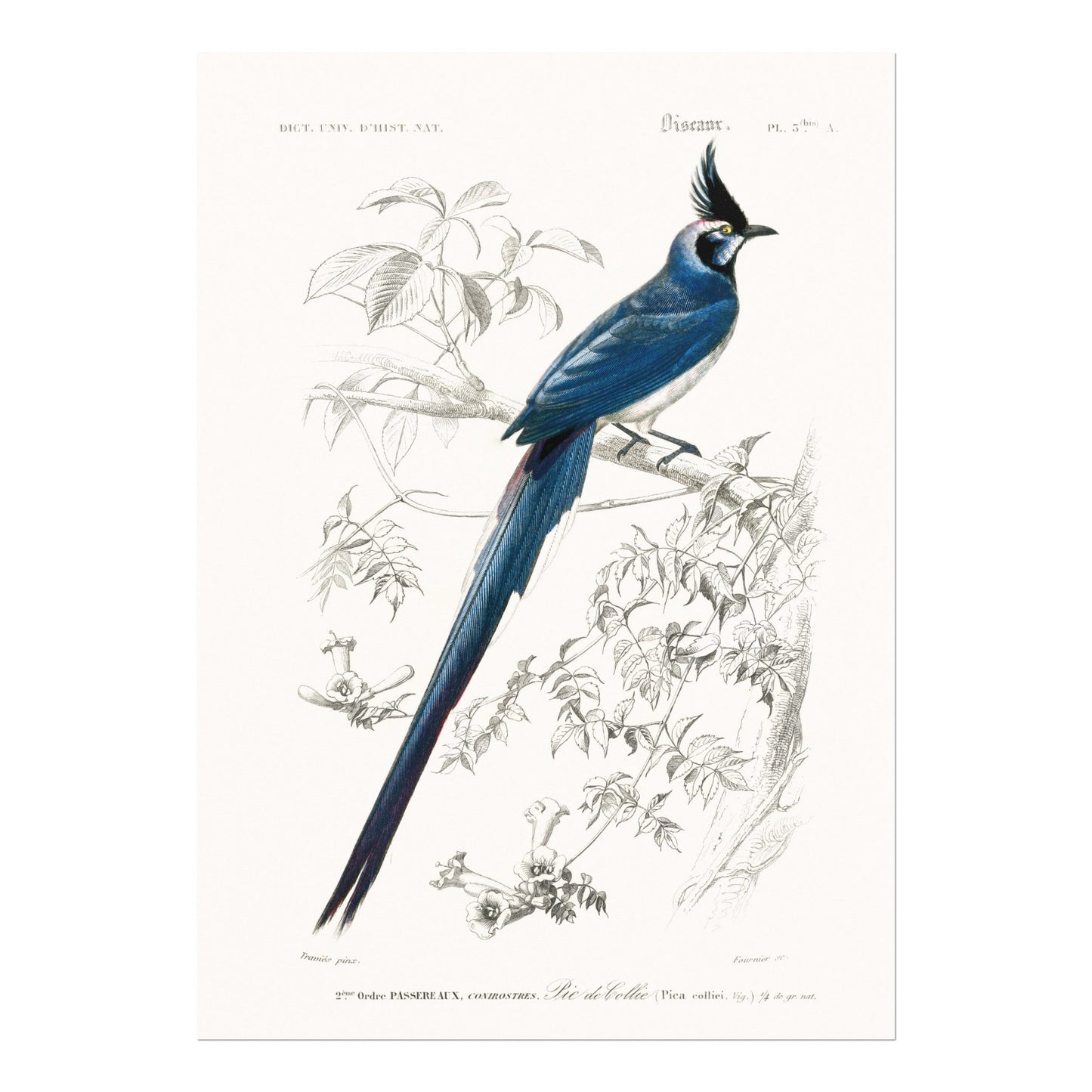Black - Throated Magpie - Jay (Animal Illustration from ‘Dictionnaire Universel D'histoire Naturelle’) - Pathos Studio - Art Prints