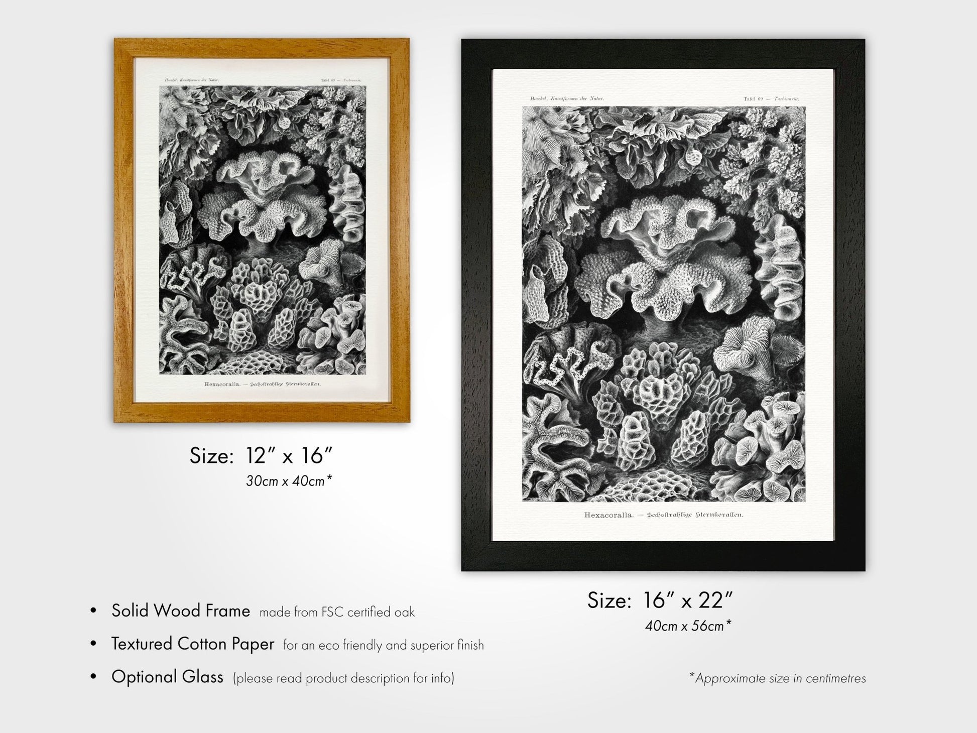 Coral (Hexacoralla) - Pathos Studio - Art Prints