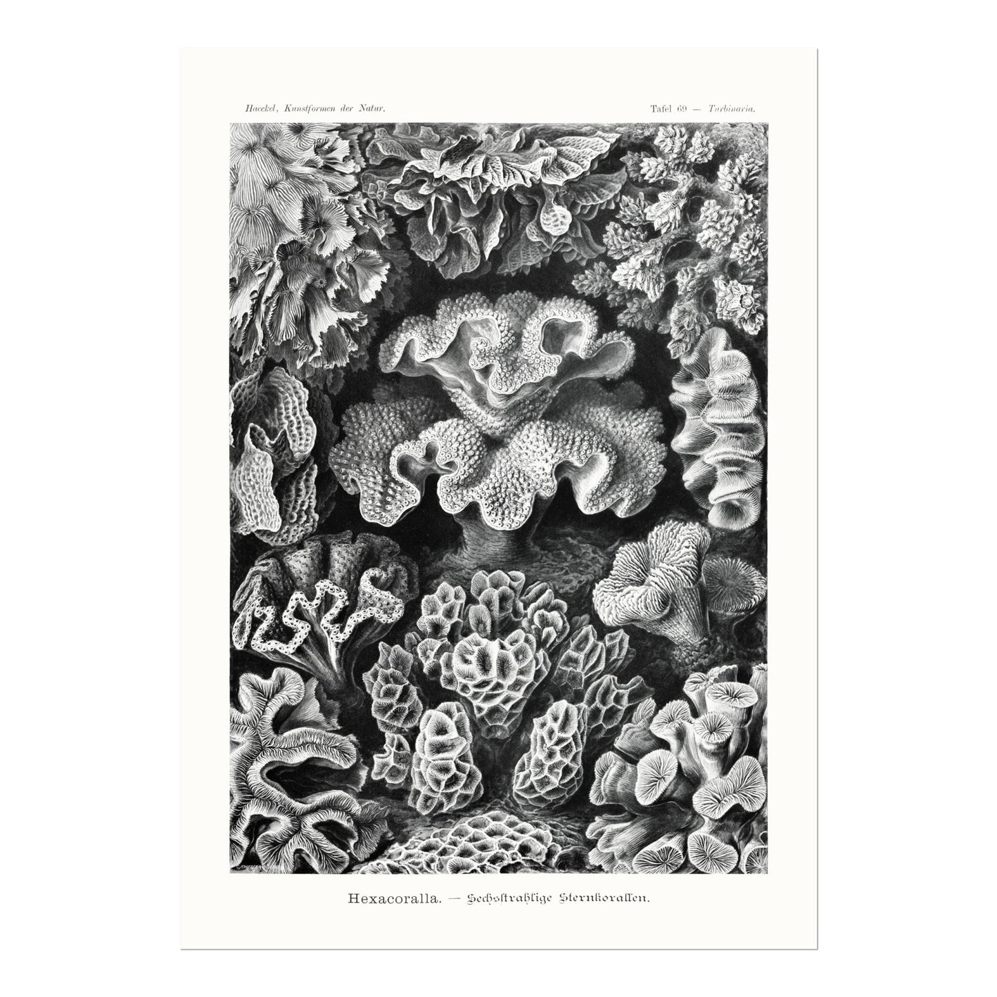 Coral (Hexacoralla) - Pathos Studio - Art Prints