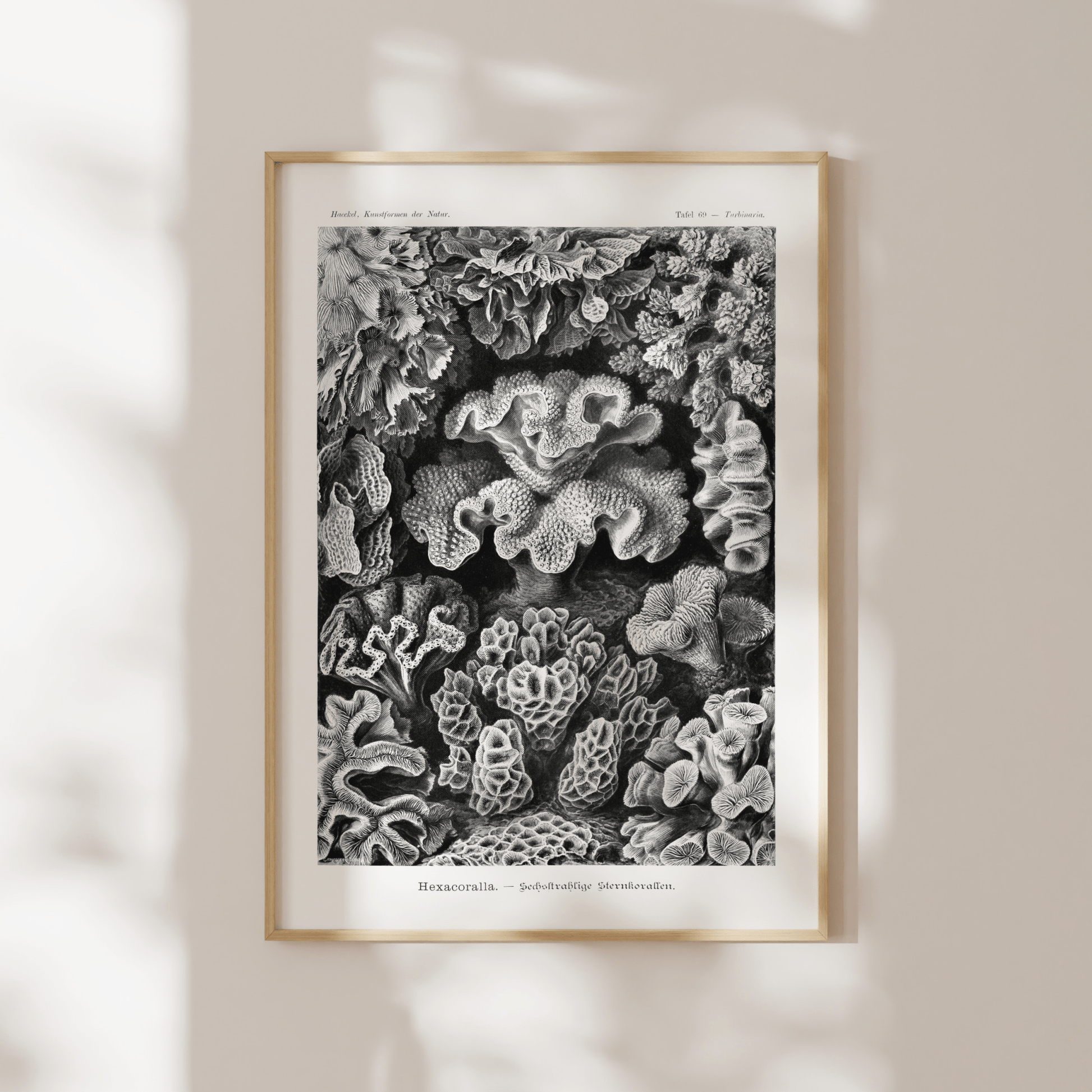 Coral (Hexacoralla) - Pathos Studio - Art Prints