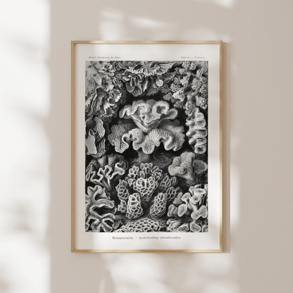 Coral (Hexacoralla) - Pathos Studio - Art Prints