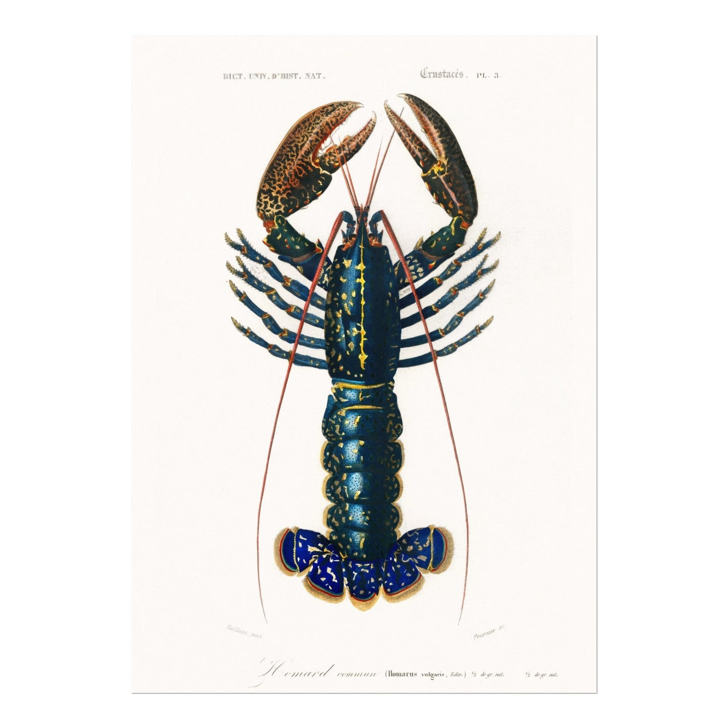 Crimson Crawfish (Animal Illustration from ‘Dictionnaire Universel D'histoire Naturelle’) - Pathos Studio - Art Prints