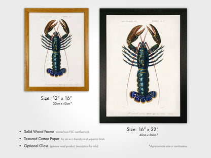 Crimson Crawfish (Animal Illustration from ‘Dictionnaire Universel D'histoire Naturelle’) - Pathos Studio - Art Prints