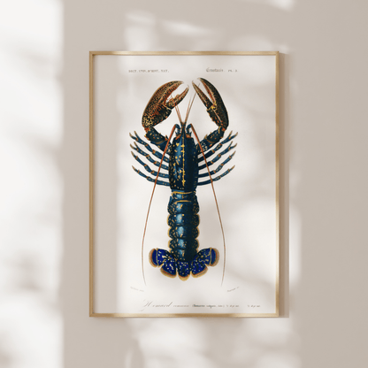 Crimson Crawfish (Animal Illustration from ‘Dictionnaire Universel D'histoire Naturelle’) - Pathos Studio - Art Prints