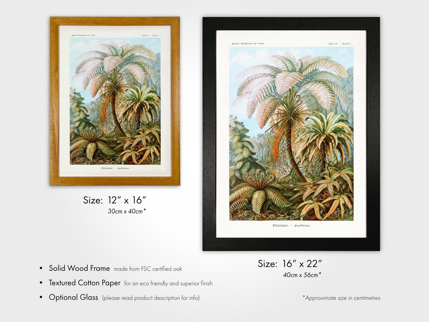 Ferns (Felicinae) - Pathos Studio - Art Prints