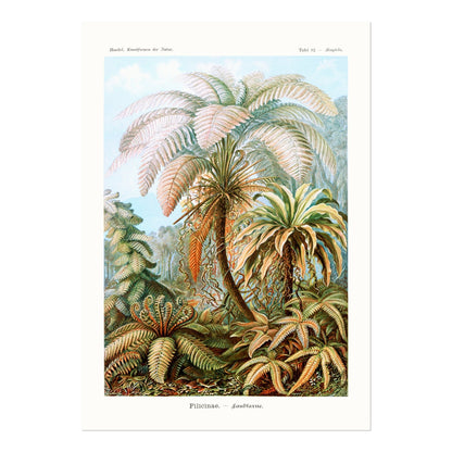 Ferns (Felicinae) - Pathos Studio - Art Prints