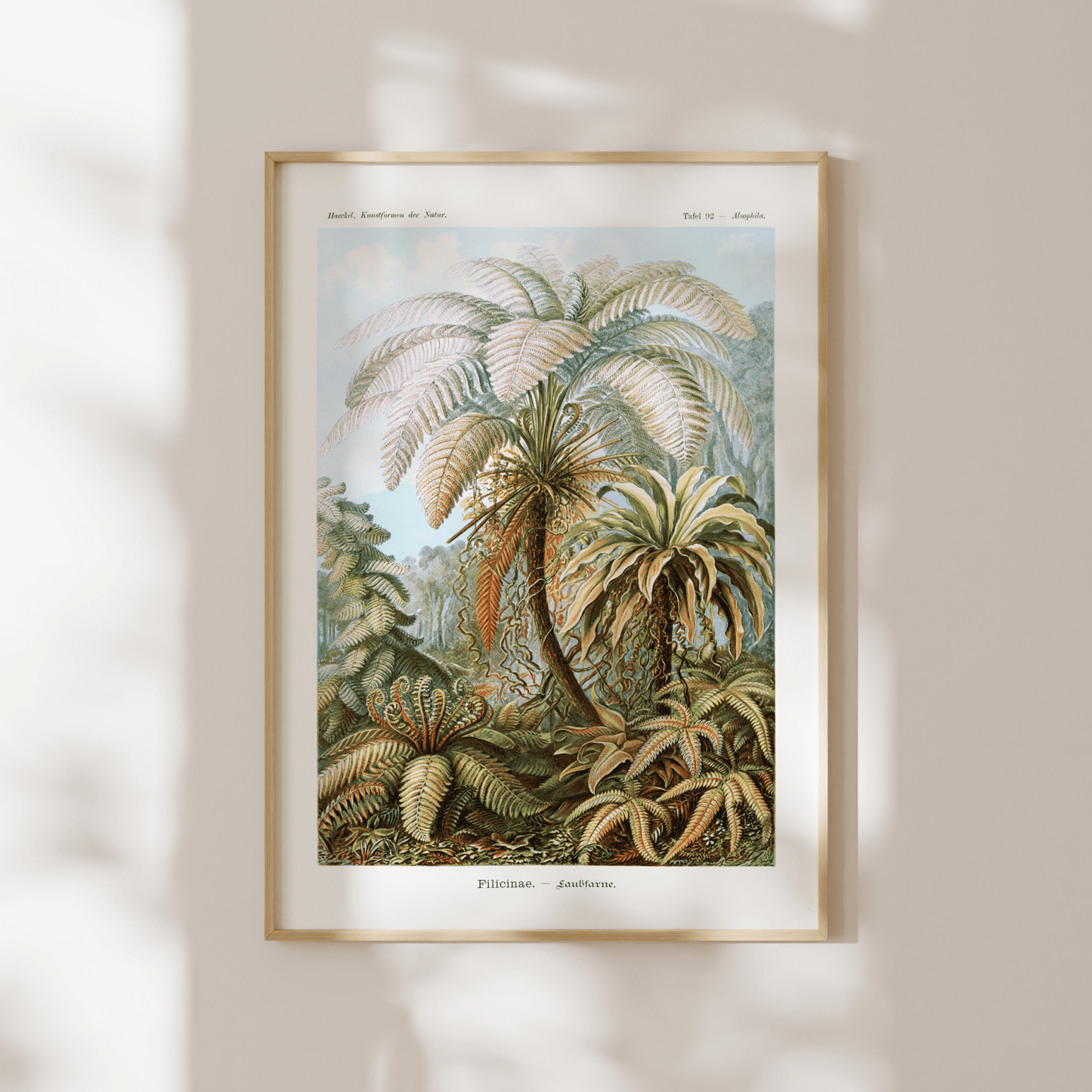 Ferns (Felicinae) - Pathos Studio - Art Prints