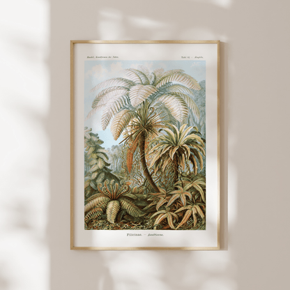 Ferns (Felicinae) - Pathos Studio - Art Prints