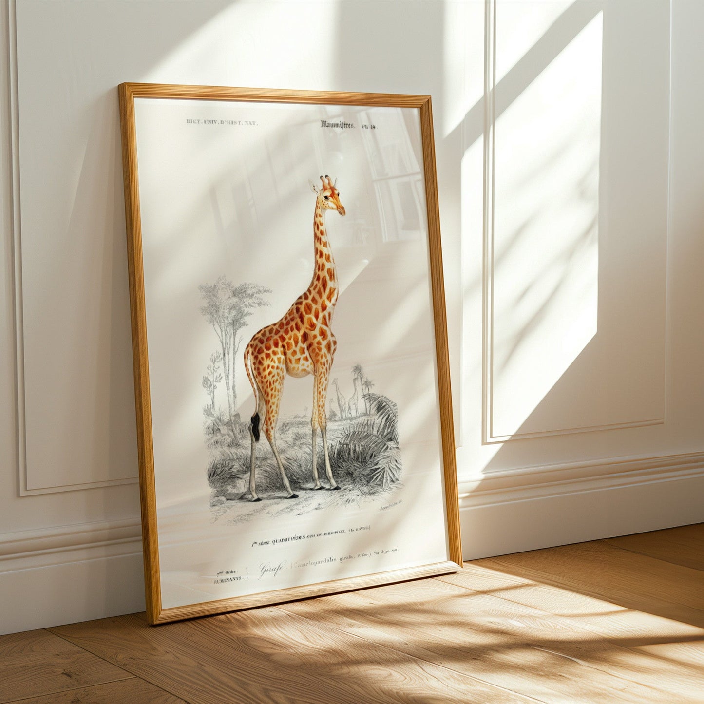 Giraffe (Animal Illustration from ‘Dictionnaire Universel D'histoire Naturelle’) - Pathos Studio - Art Prints