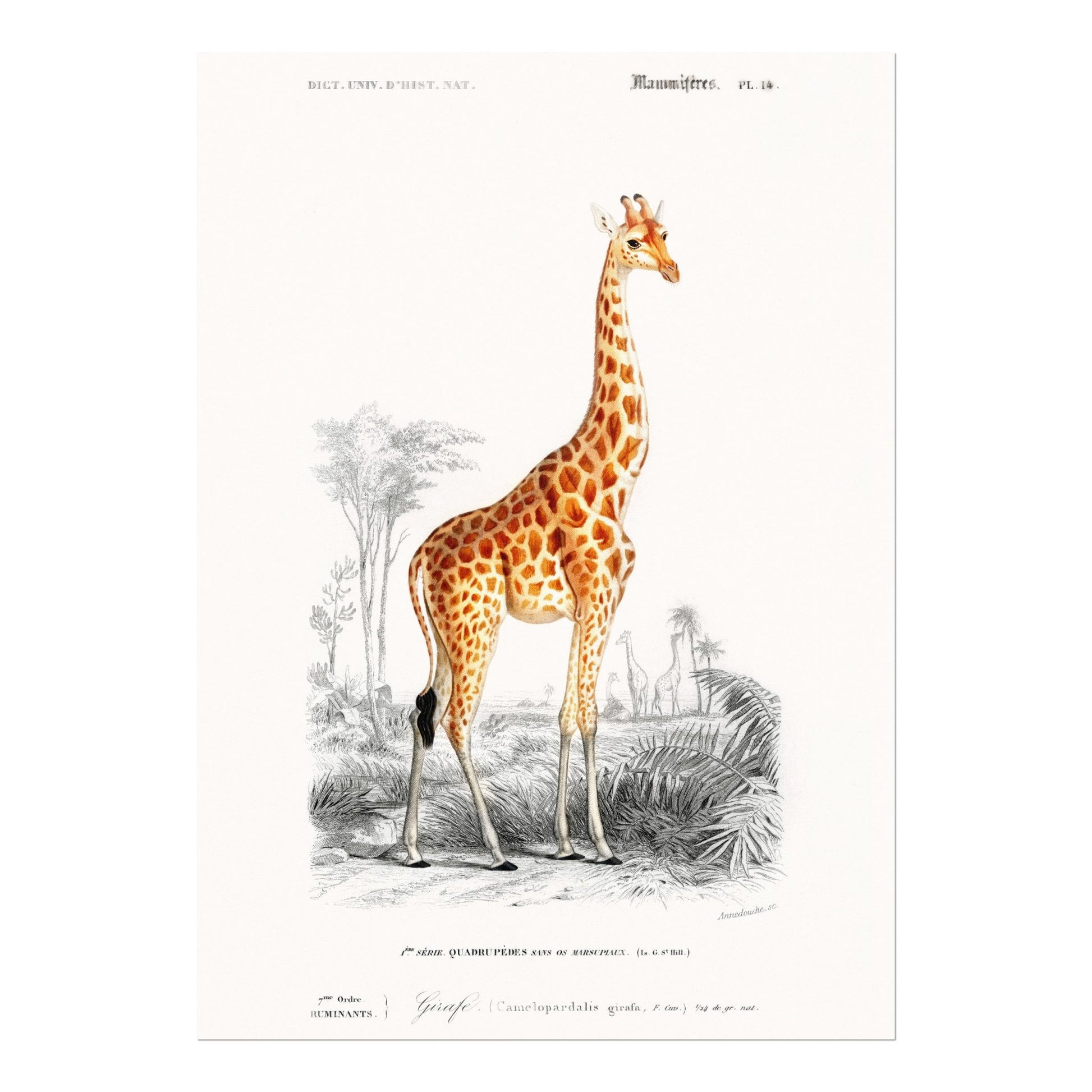 Giraffe (Animal Illustration from ‘Dictionnaire Universel D'histoire Naturelle’) - Pathos Studio - Art Prints