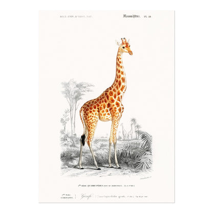 Giraffe (Animal Illustration from ‘Dictionnaire Universel D'histoire Naturelle’) - Pathos Studio - Art Prints