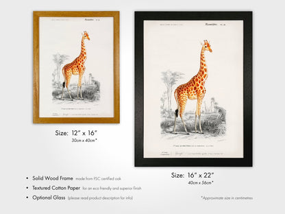 Giraffe (Animal Illustration from ‘Dictionnaire Universel D'histoire Naturelle’) - Pathos Studio - Art Prints