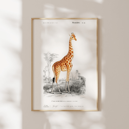 Giraffe (Animal Illustration from ‘Dictionnaire Universel D'histoire Naturelle’) - Pathos Studio - Art Prints