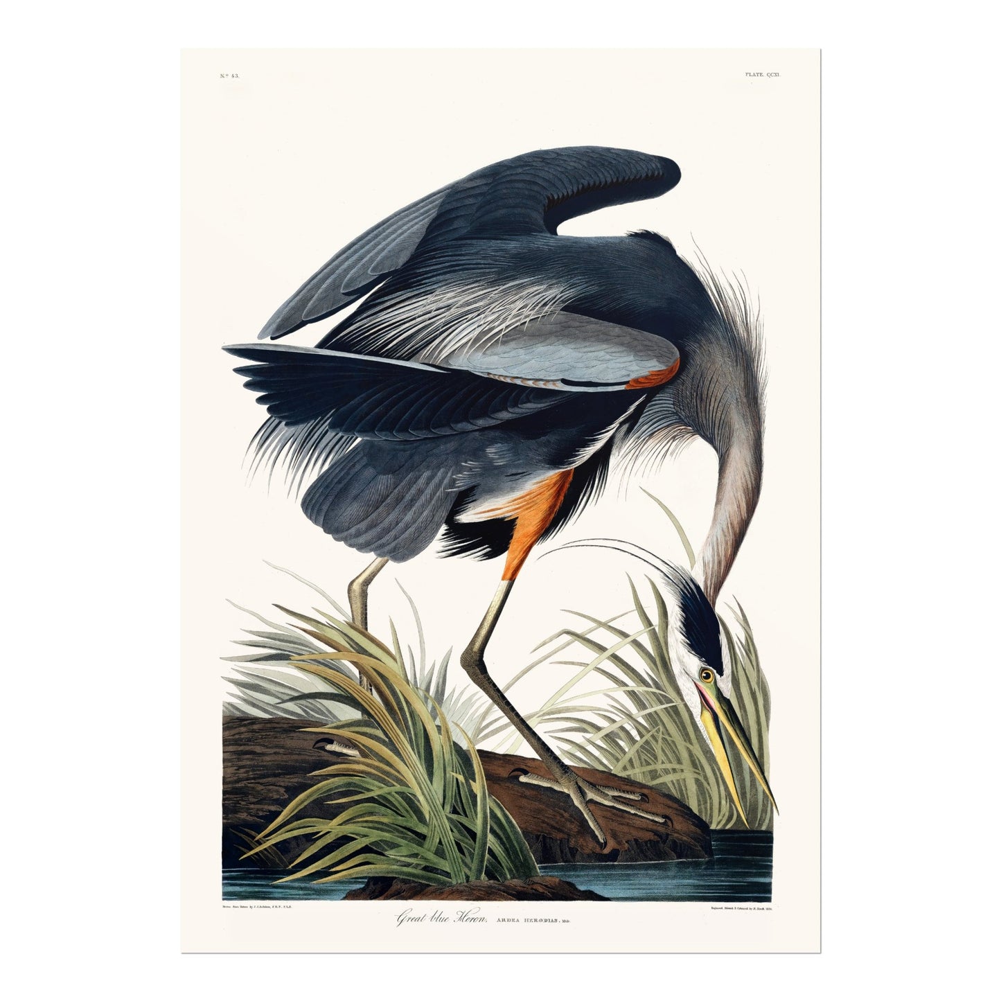 Great Blue Heron from 'Birds Of America' by John James Audubon - Pathos Studio - Art Prints