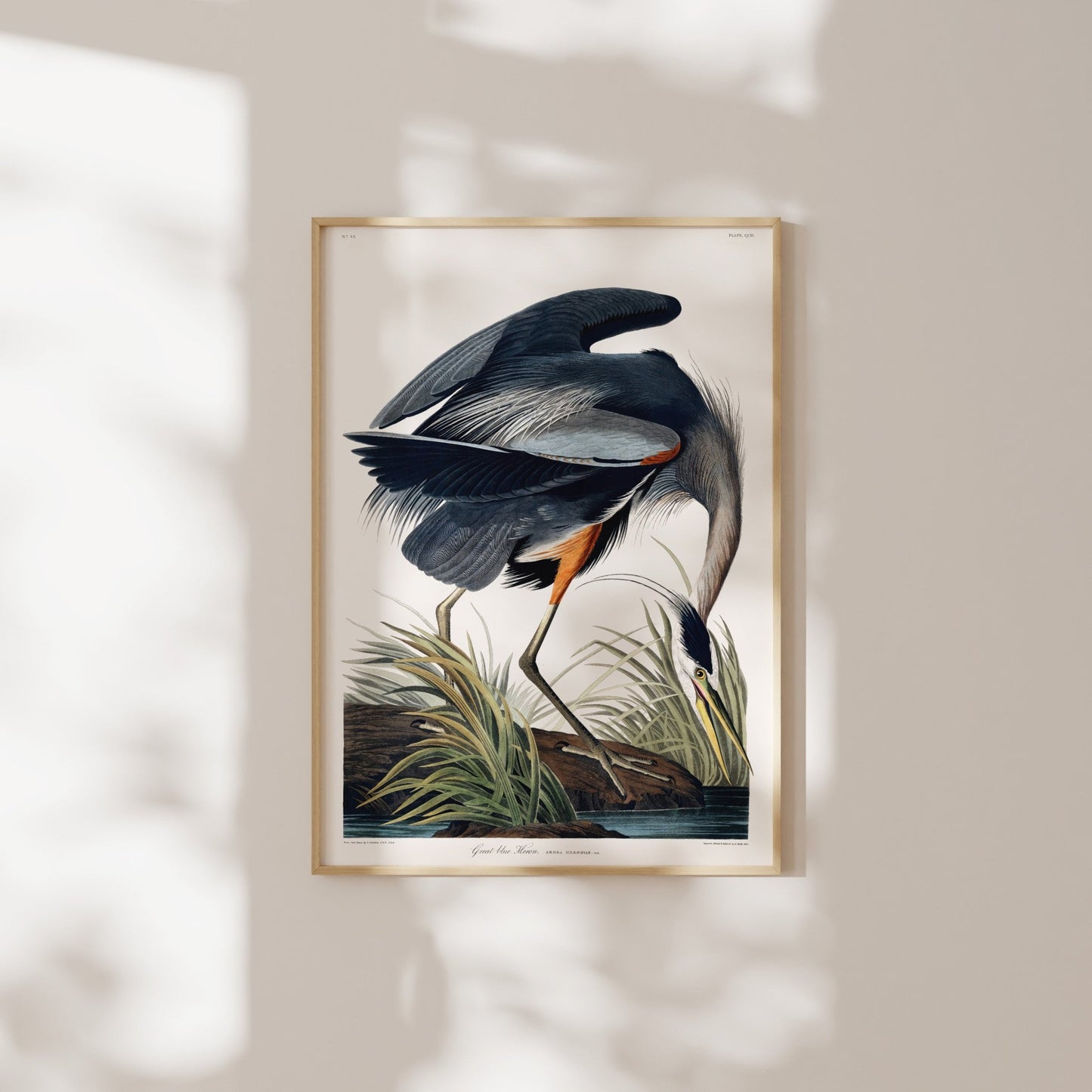 Great Blue Heron from 'Birds Of America' by John James Audubon - Pathos Studio - Art Prints