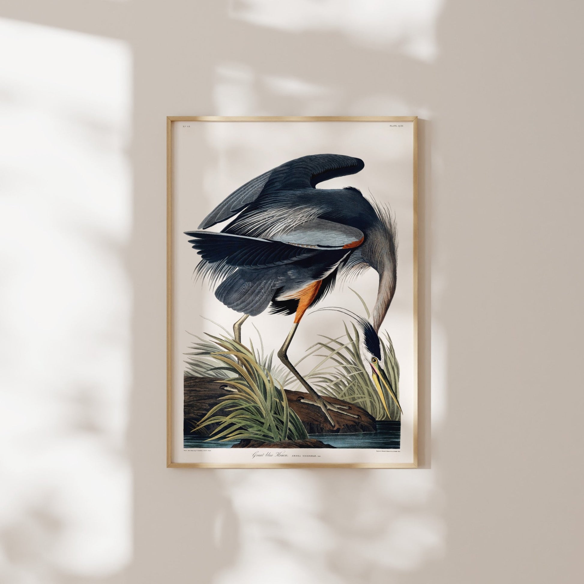 Great Blue Heron from 'Birds Of America' by John James Audubon - Pathos Studio - Art Prints