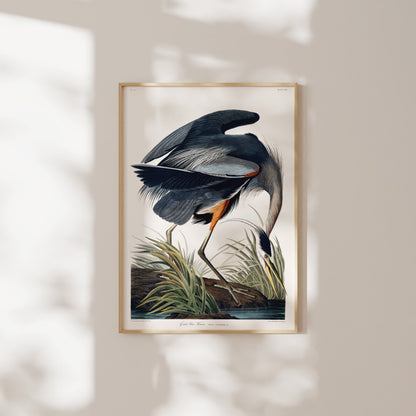 Great Blue Heron from 'Birds Of America' by John James Audubon - Pathos Studio - Art Prints